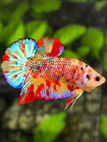 Multicolor Leopard Metalic Candy HMPK Betta Fish Male