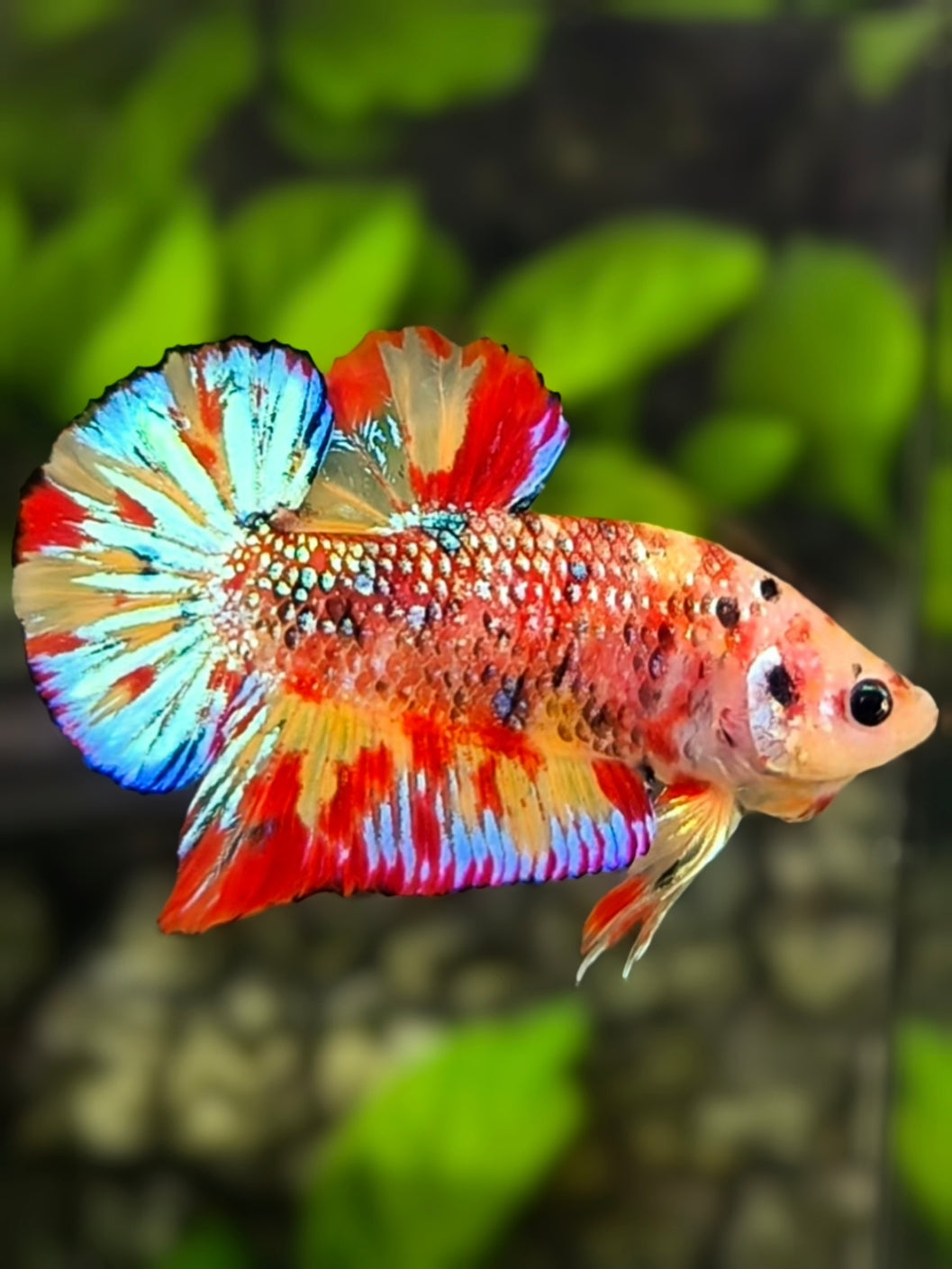 Multicolor Leopard Metalic Candy HMPK Betta Fish Male