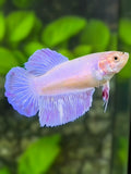 Unicorn Pink Purple Halfmoon Betta Fish Female For Sorority / Breed