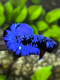 Avatar Blackstar Blue HMPK Betta Fish Male
