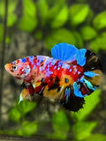 Multicolor Galaxy Over HMPK Betta Fish Male