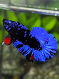 Avatar Blackstar Blue HMPK Betta Fish Male