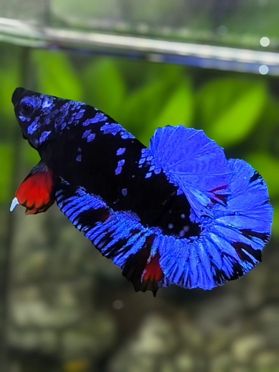 Avatar Blackstar Blue HMPK Betta Fish Male