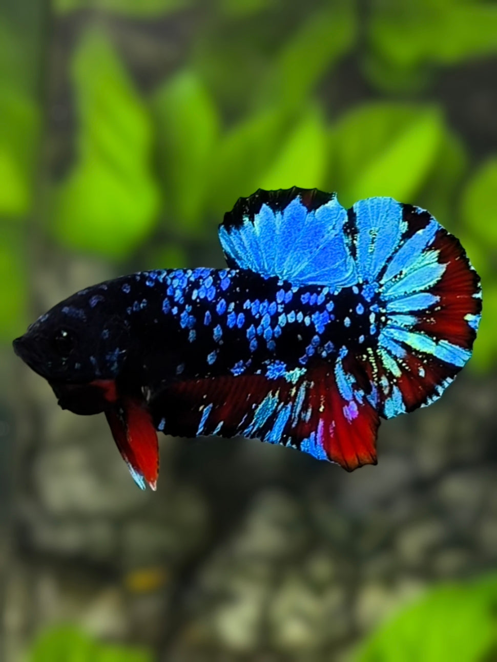 Avatar Blackstar Turquoise Red HMPK Betta Fish Male