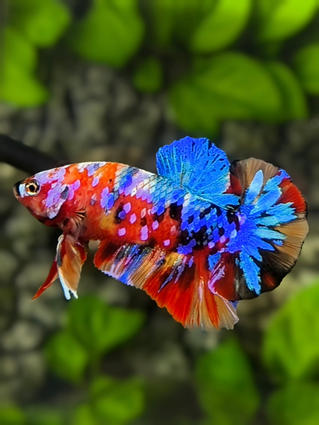 Multicolor Galaxy HMPK Betta Fish Male