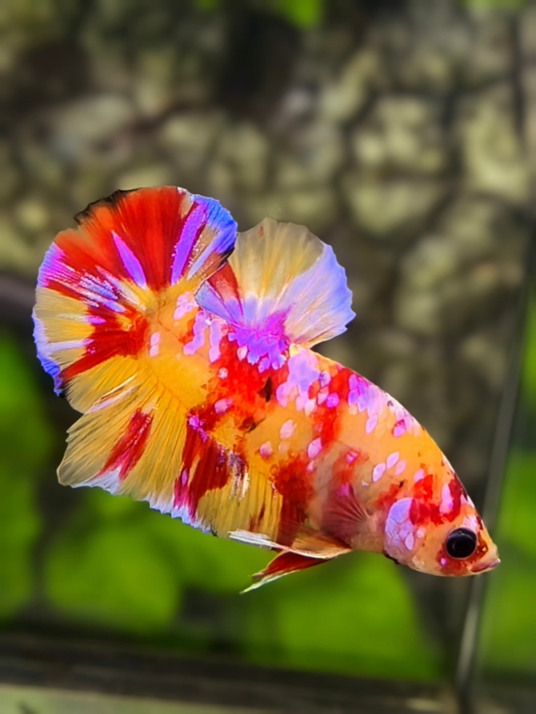 Multicolor Yellowbase Candy Purple Galaxy HMPK Betta Fish Male