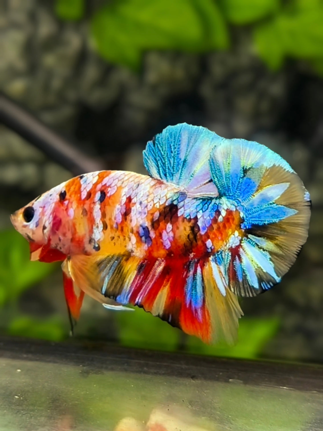 Multicolor Galaxy HMPK Betta Fish Male