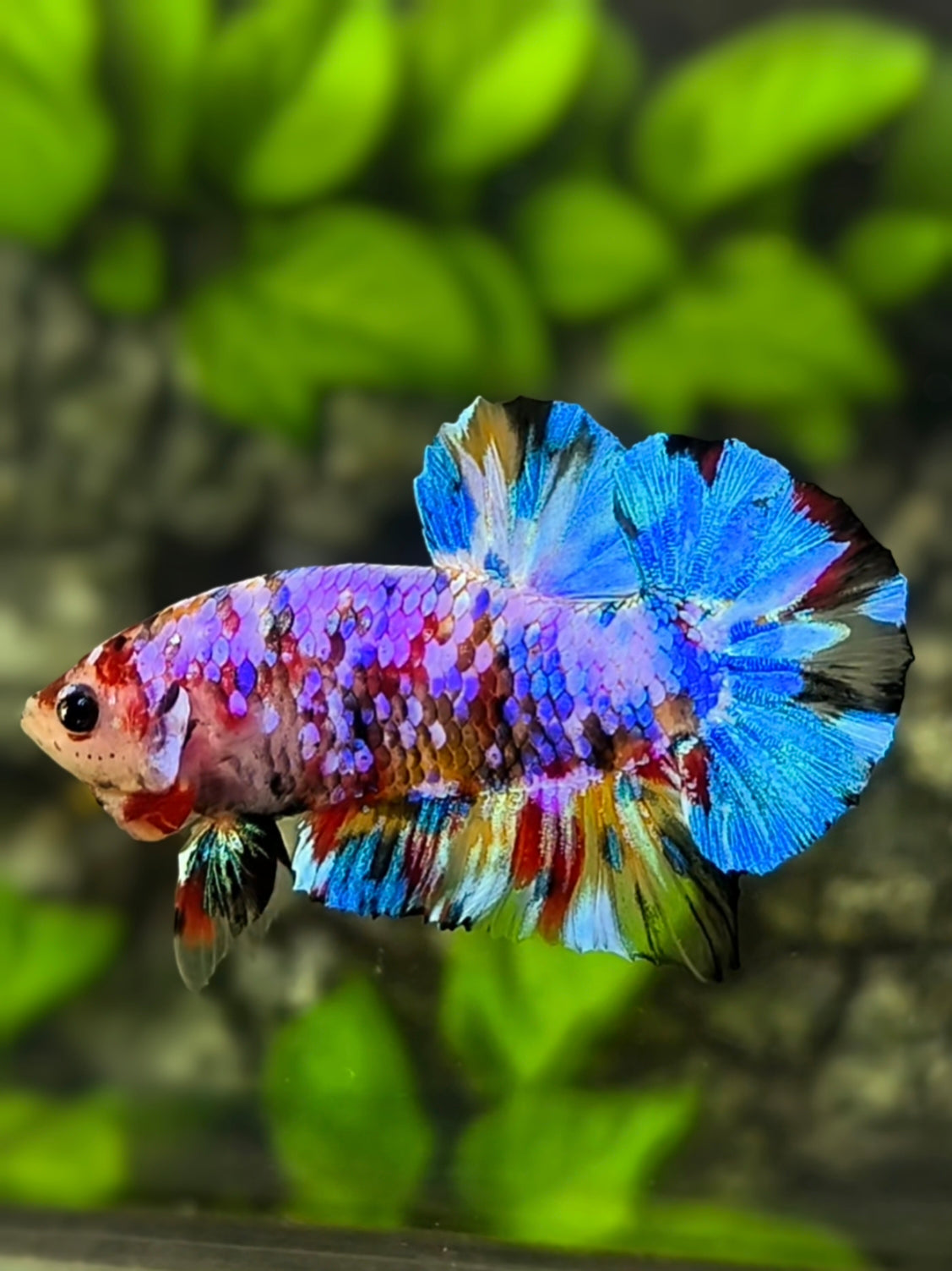 Multicolor Candy Galaxy HMPK Betta Fish Male