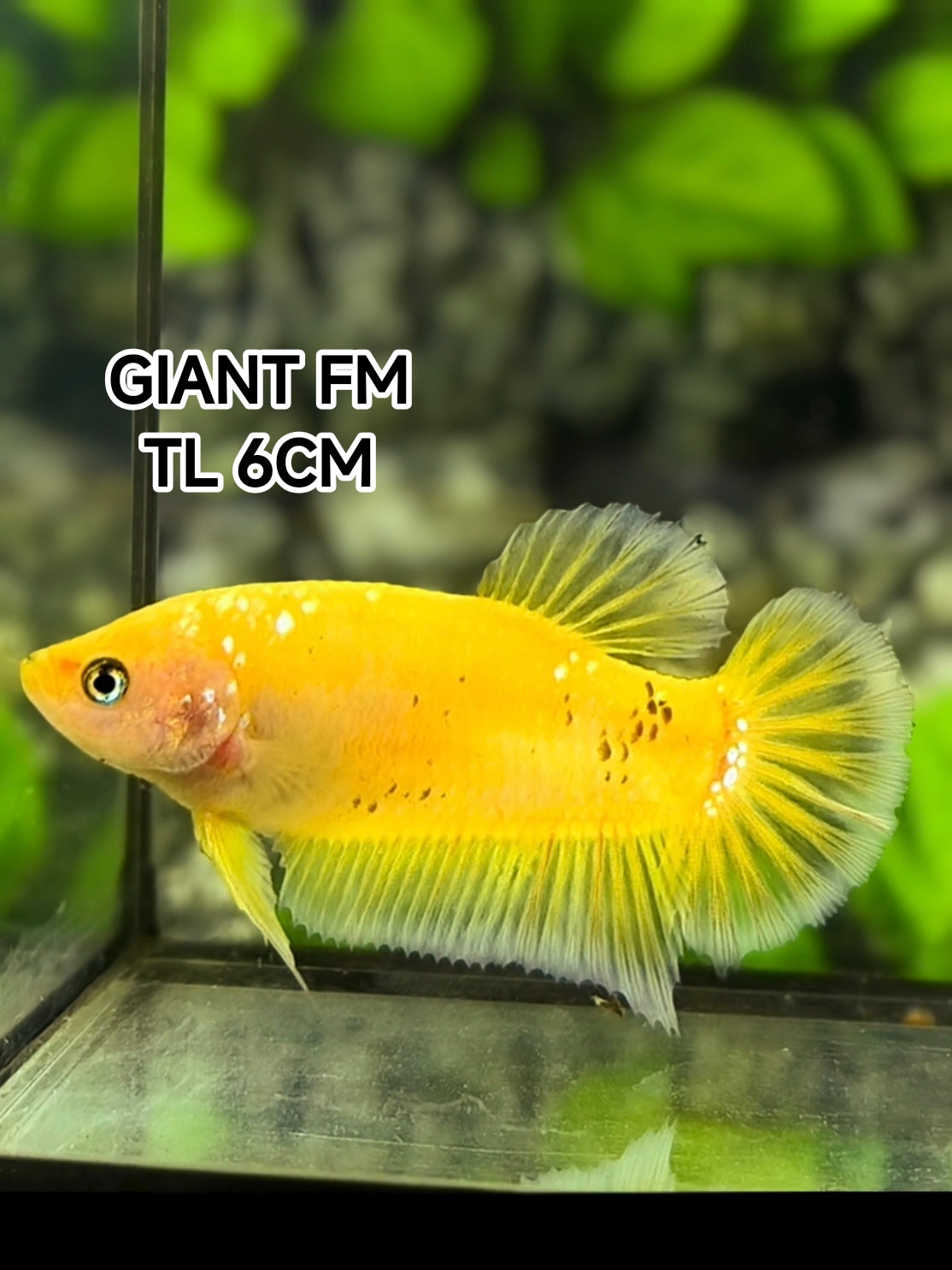 Yellow Koi Galaxy JUMBO GIANT HMPK Betta Fish Female #YKG