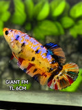 Multicolor Galaxy JUMBO GIANT HMPK Betta Fish Female