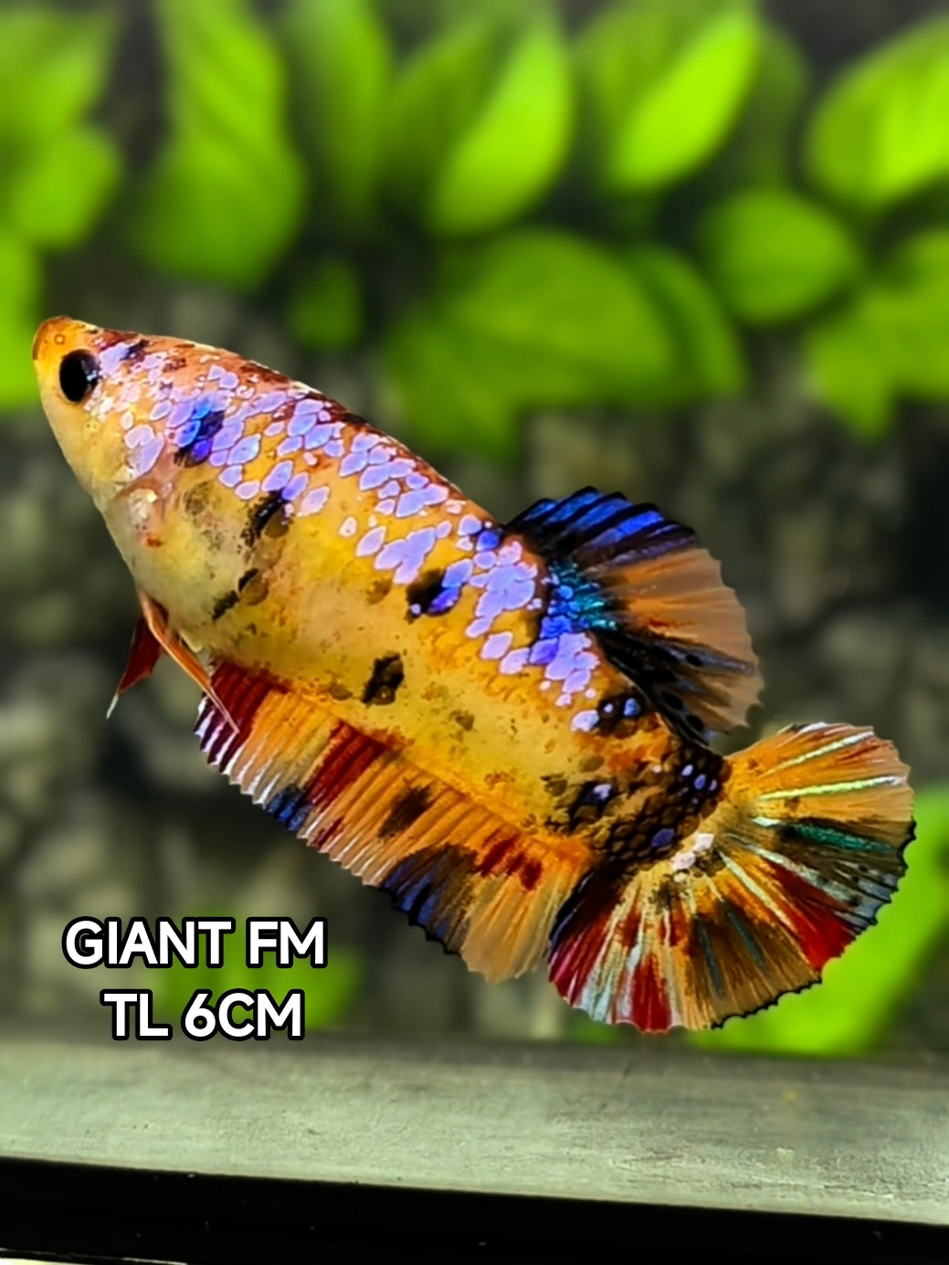 Multicolor Galaxy JUMBO GIANT HMPK Betta Fish Female