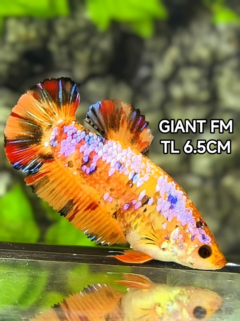 Multicolor Orange Candy Galaxy JUMBO GIANT HMPK Betta Fish Female