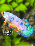 Multicolor Shimmer Candy JUMBO GIANT HMPK Betta Fish Female