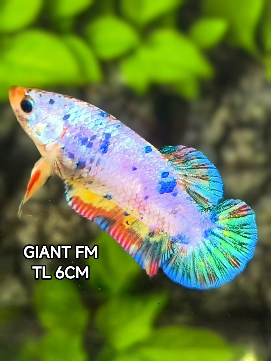 Multicolor Shimmer Candy JUMBO GIANT HMPK Betta Fish Female