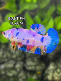Multicolor Candy JUMBO GIANT HMPK Betta Fish Female