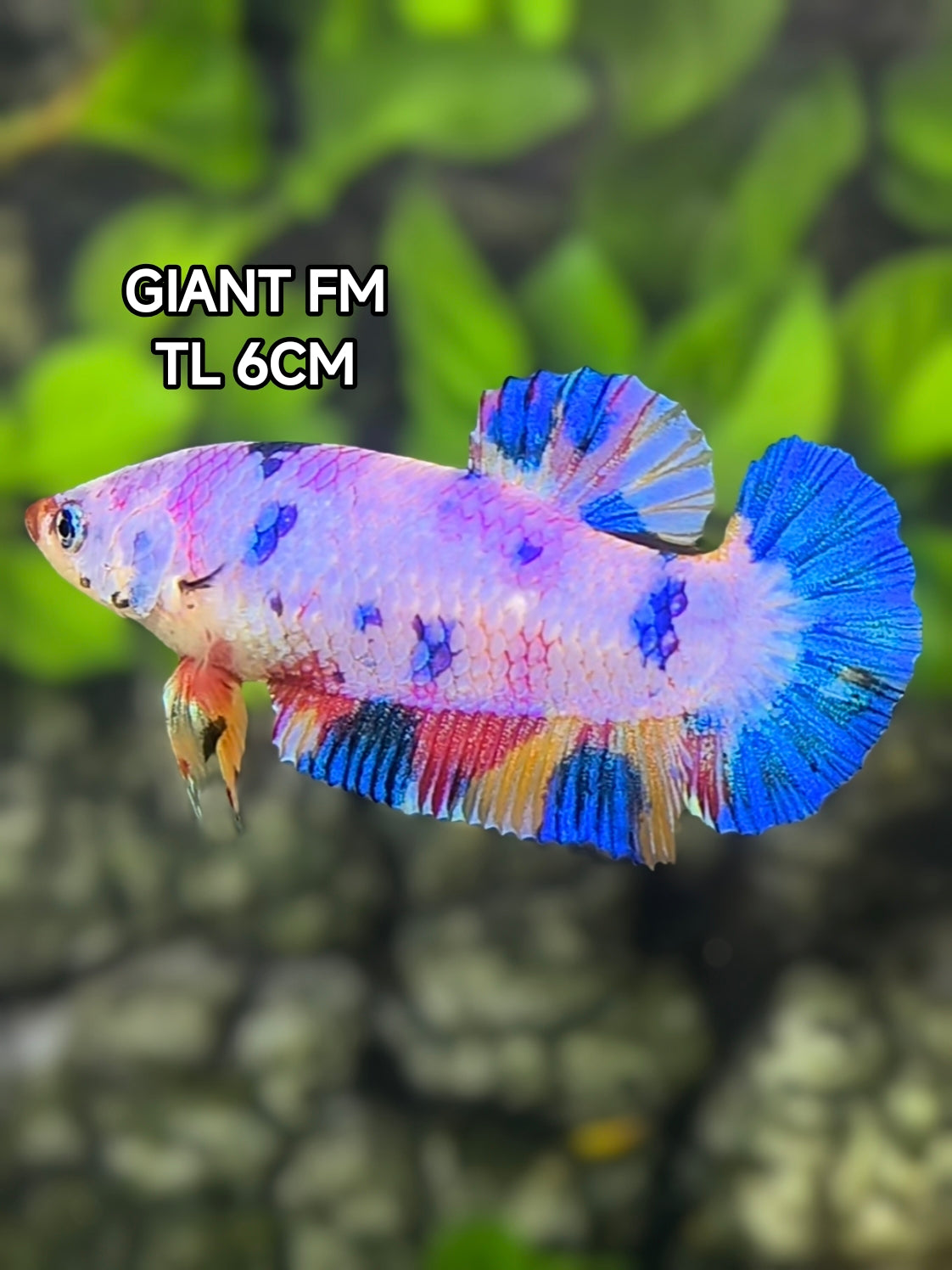 Multicolor Candy JUMBO GIANT HMPK Betta Fish Female