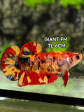 Koi Leopard JUMBO GIANT HMPK Betta Fish Female