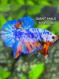 Multicolor JUMBO GIANT HMPK Betta Fish Male