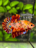 Orange Koi Leopard JUMBO GIANT HMPK Betta Fish Male