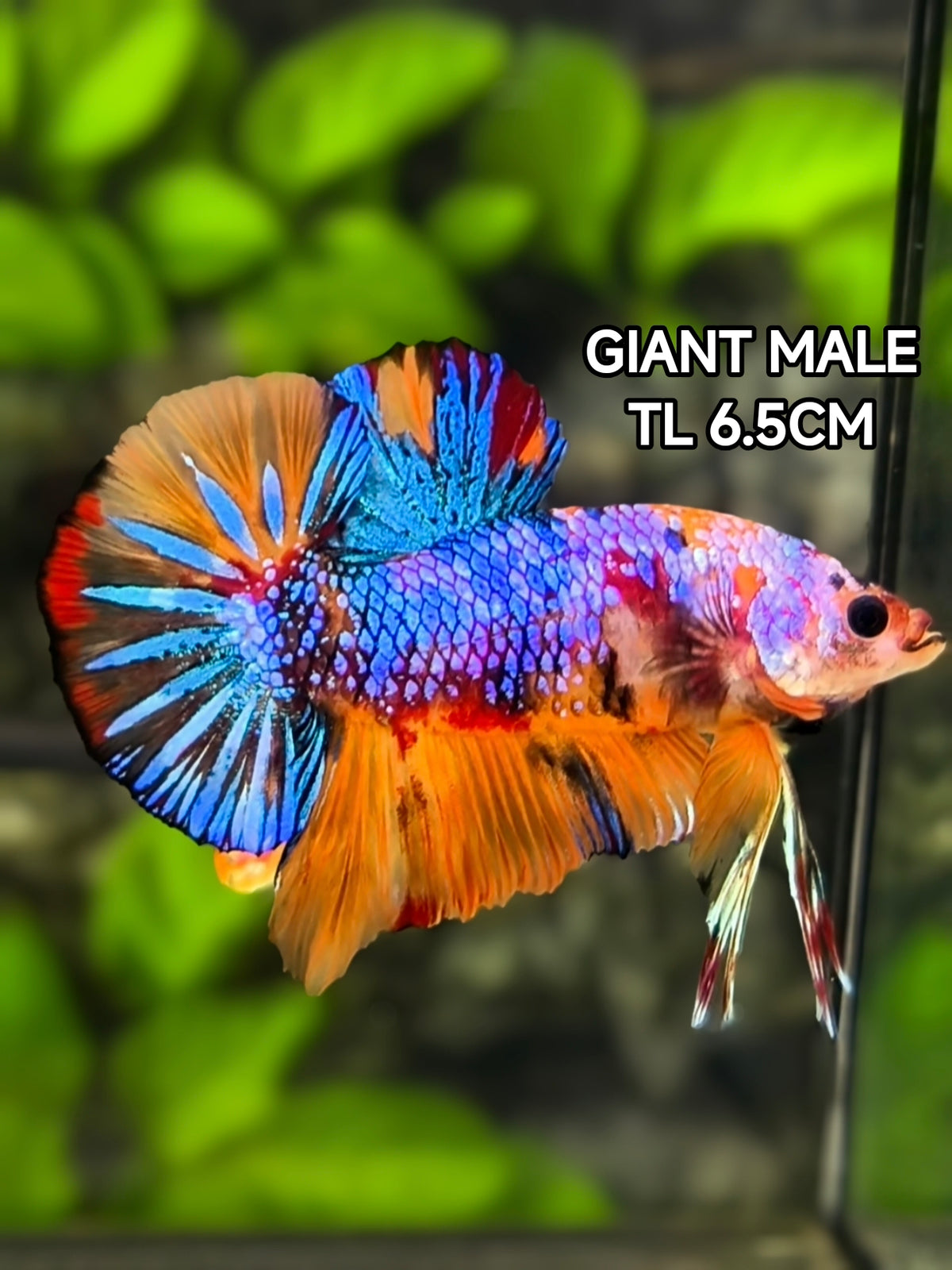 Multicolor Candy JUMBO GIANT HMPK Betta Fish Male
