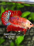 Red Metalic Monkey Face Red Lips JUMBO GIANT HMPK Betta Fish Male