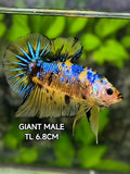 Yellow Koi Galaxy JUMBO GIANT HMPK Betta Fish Male #YKG
