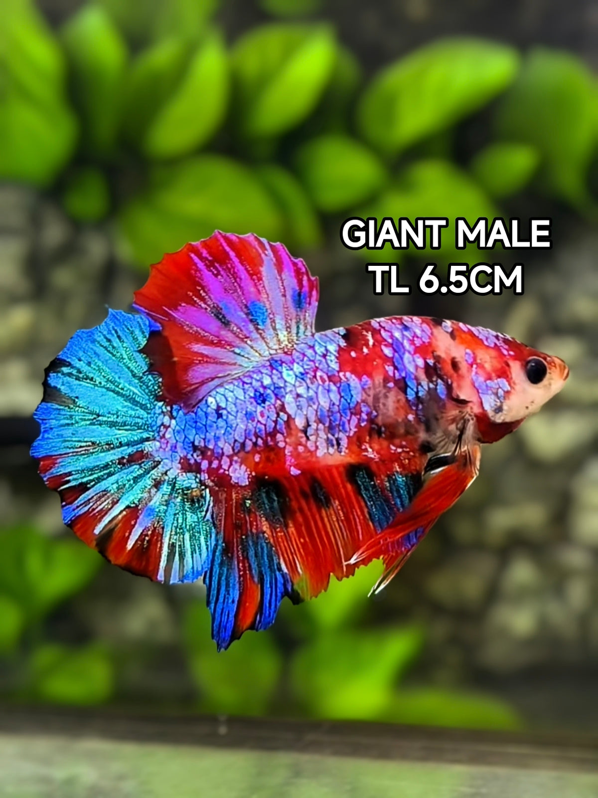 Multicolor Red Galaxy JUMBO GIANT HMPK Betta Fish Male