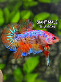 Multicolor Galaxy JUMBO GIANT HMPK Betta Fish Male
