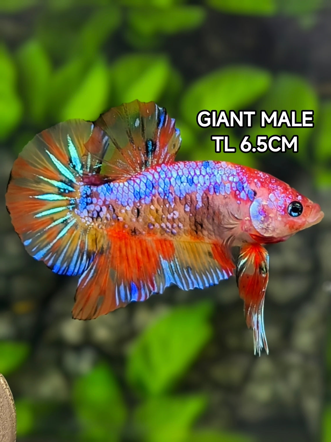 Multicolor Galaxy JUMBO GIANT HMPK Betta Fish Male