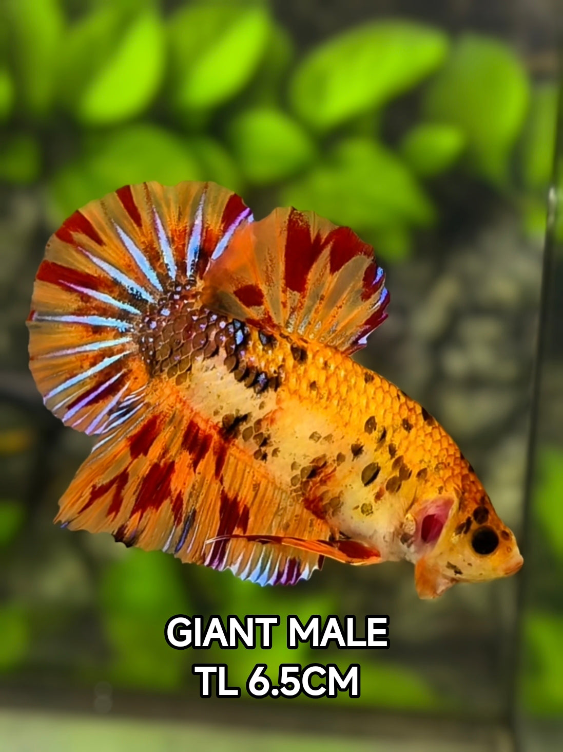 Orange Koi Leopard JUMBO GIANT HMPK Betta Fish Male