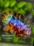 Multicolor Candy JUMBO GIANT HMPK Betta Fish Male
