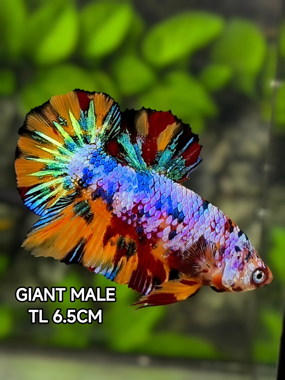 Multicolor Candy JUMBO GIANT HMPK Betta Fish Male