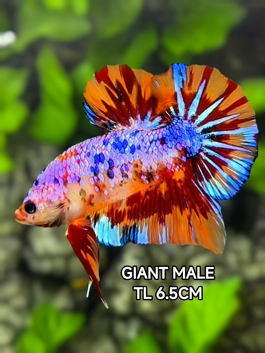 Multicolor Leopard Candy JUMBO GIANT HMPK Betta Fish Male