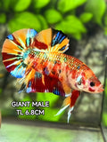 Multicolor Metalic JUMBO GIANT HMPK Betta Fish Male