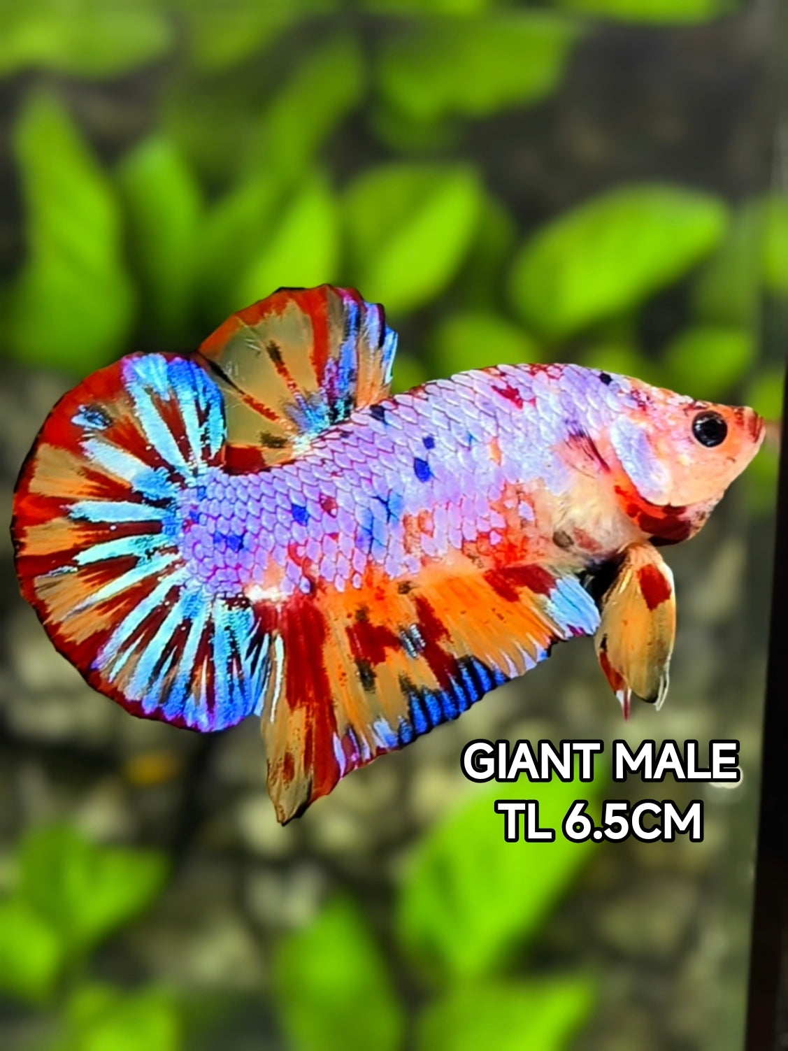 Multicolor Candy Leopard JUMBO GIANT HMPK Betta Fish Male
