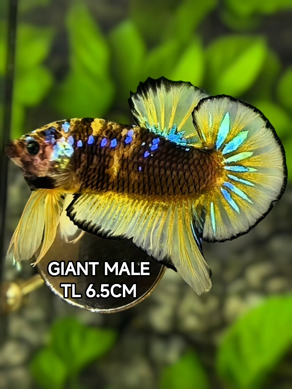 Black Yellow Galaxy JUMBO GIANT HMPK Betta Fish Male