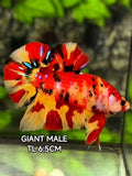 Leopard Koi Tiger JUMBO GIANT HMPK Betta Fish Male