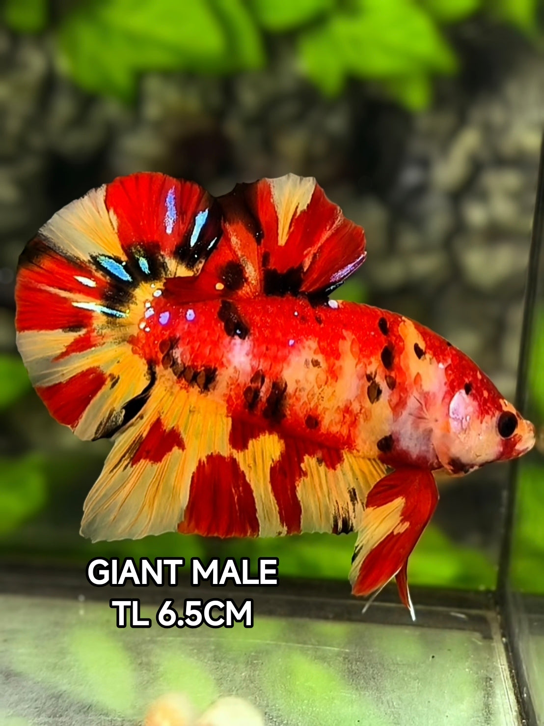 Leopard Koi Tiger JUMBO GIANT HMPK Betta Fish Male
