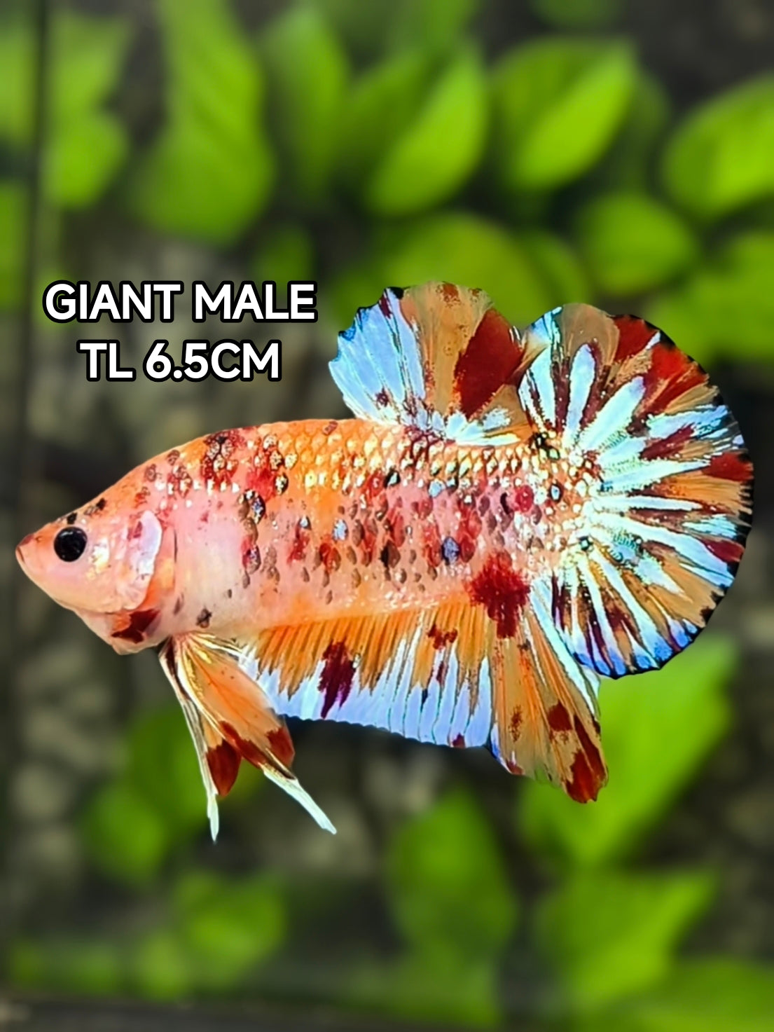 Multicolor Metalic JUMBO GIANT HMPK Betta Fish Male