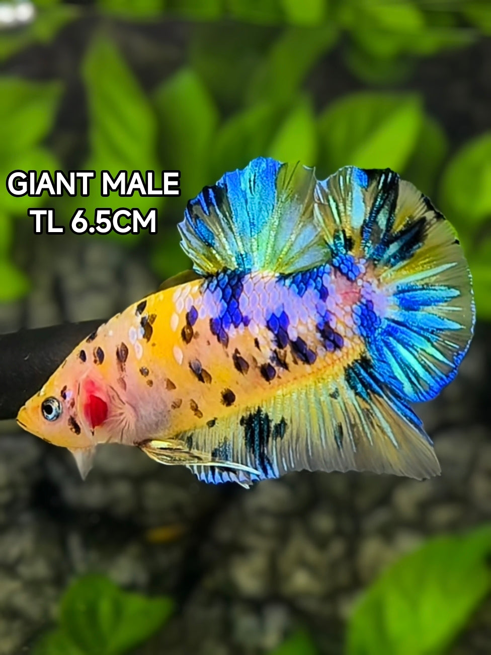 Yellow Koi Dalmation Galaxy JUMBO GIANT HMPK Betta Fish Male #YKG
