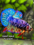 Multicolor Candy JUMBO GIANT HMPK Betta Fish Male