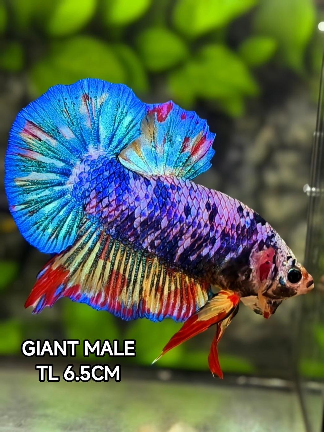 Multicolor Candy JUMBO GIANT HMPK Betta Fish Male