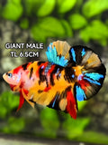 Multicolor Tiger Galaxy JUMBO GIANT HMPK Betta Fish Male