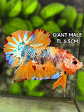 Multicolor Orange Metalic Startail JUMBO GIANT HMPK Betta Fish Male