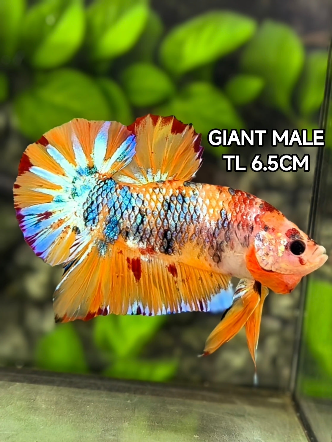 Multicolor Orange Metalic Startail JUMBO GIANT HMPK Betta Fish Male