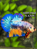 Multicolor JUMBO GIANT HMPK Betta Fish Male