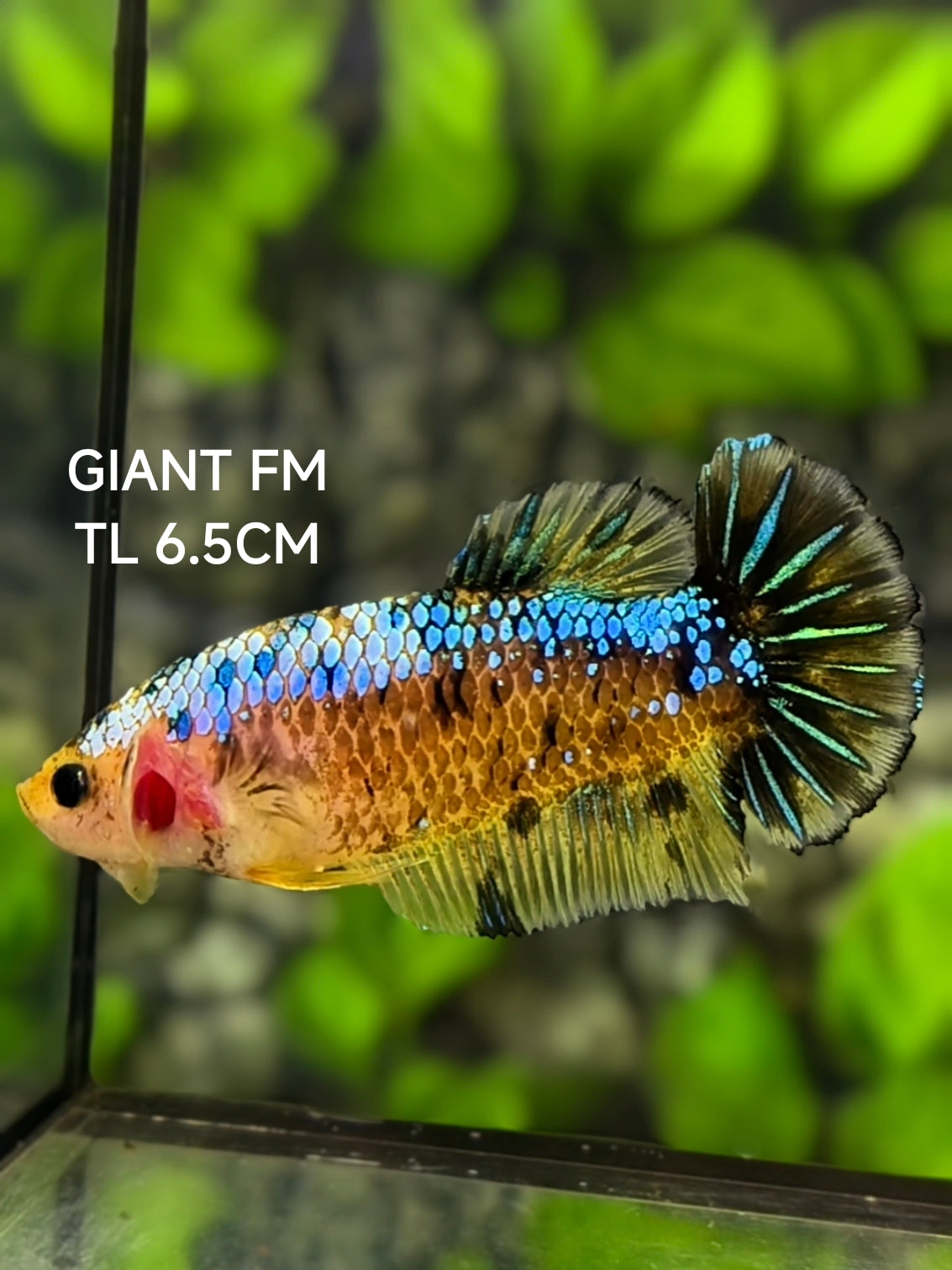 Yellow Fancy Samurai JUMBO GIANT HMPK Betta Fish Female