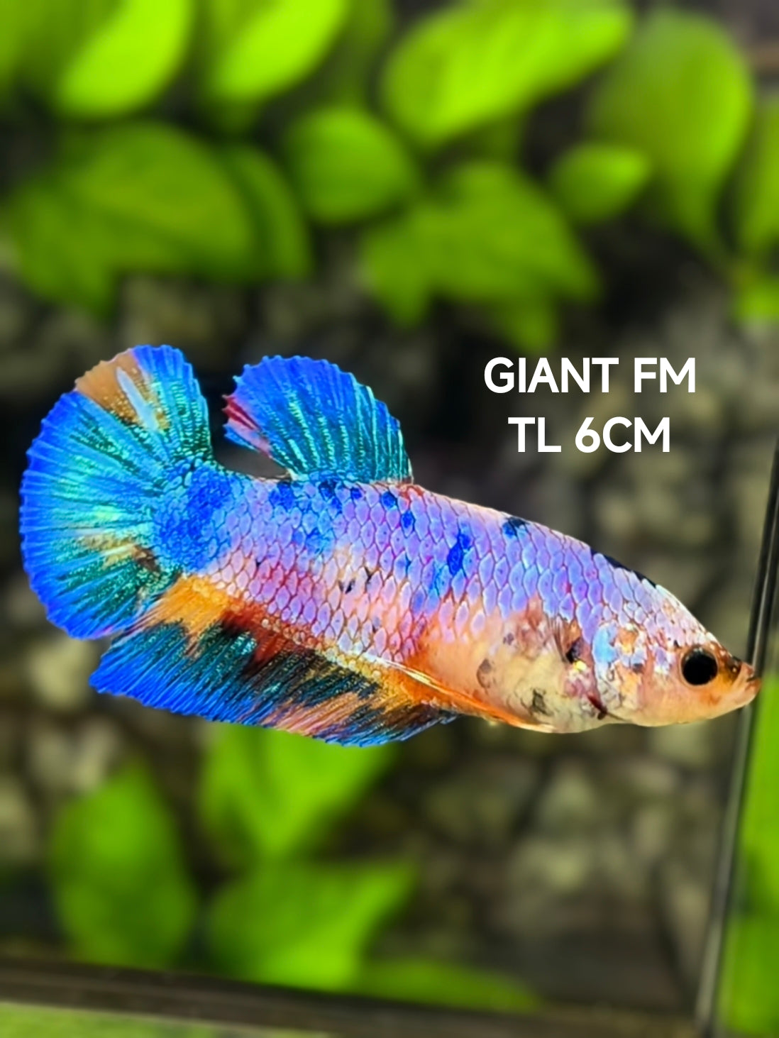 Multicolor Candy JUMBO GIANT HMPK Betta Fish Female