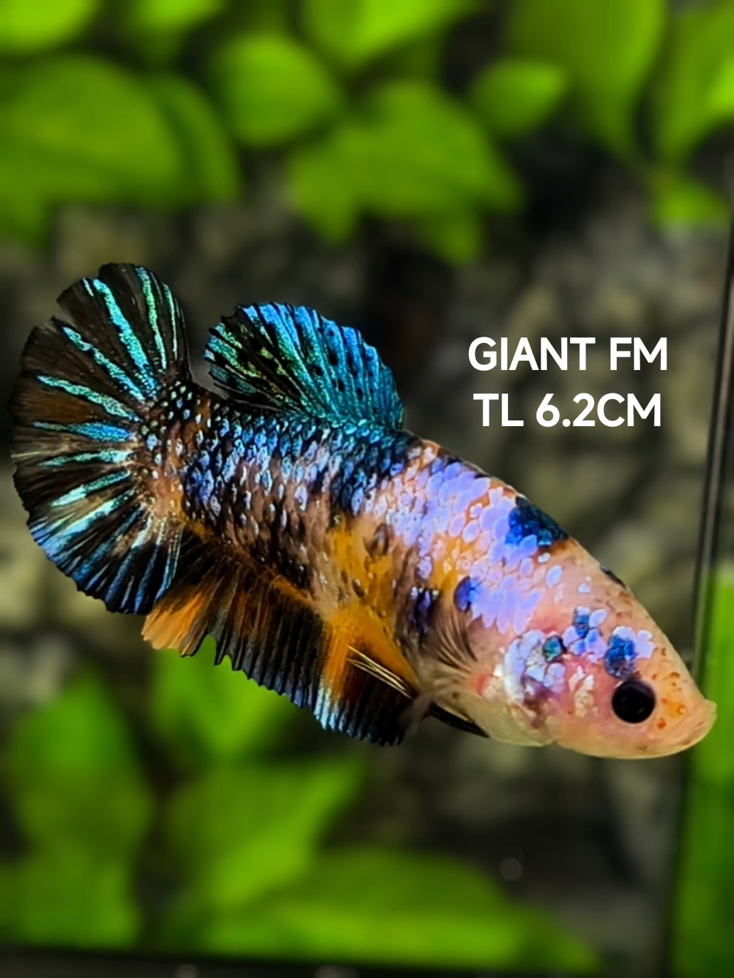 Multicolor JUMBO GIANT HMPK Betta Fish Female