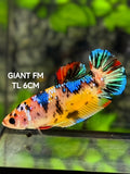 Multicolor Galaxy JUMBO GIANT HMPK Betta Fish Female
